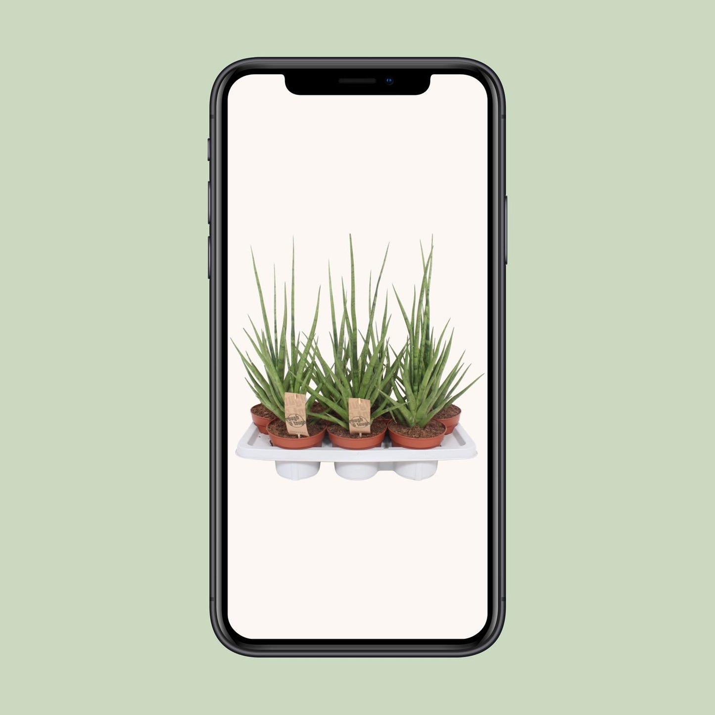 Sansevieria Gracilis Grey - Ø14cm - ↕55cm bei Pflanzfix24