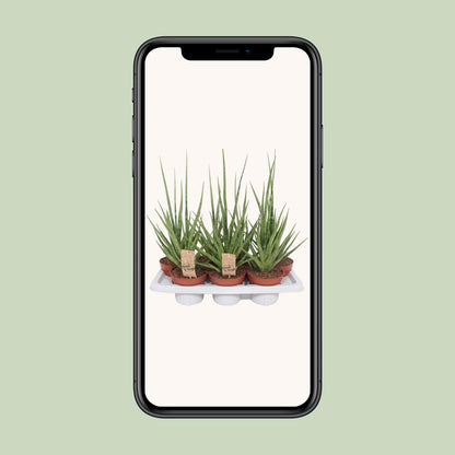 Sansevieria Gracilis Grey - Ø14cm - ↕55cm bei Pflanzfix24
