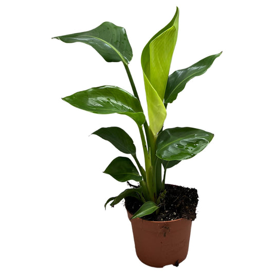 Strelizia Nicolai 2pp - Ø12cm - ↕35cm bei Pflanzfix24