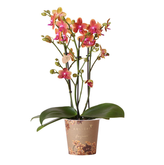 Duftorange Phalaenopsis Orchidee | Topfgröße Ø12cm | Zimmerpflanze - Pflanzfix24