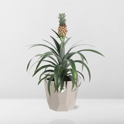 Ananas Mi Amigo in ELHO b.for rock 14 cm warm grey - Pflanzfix24