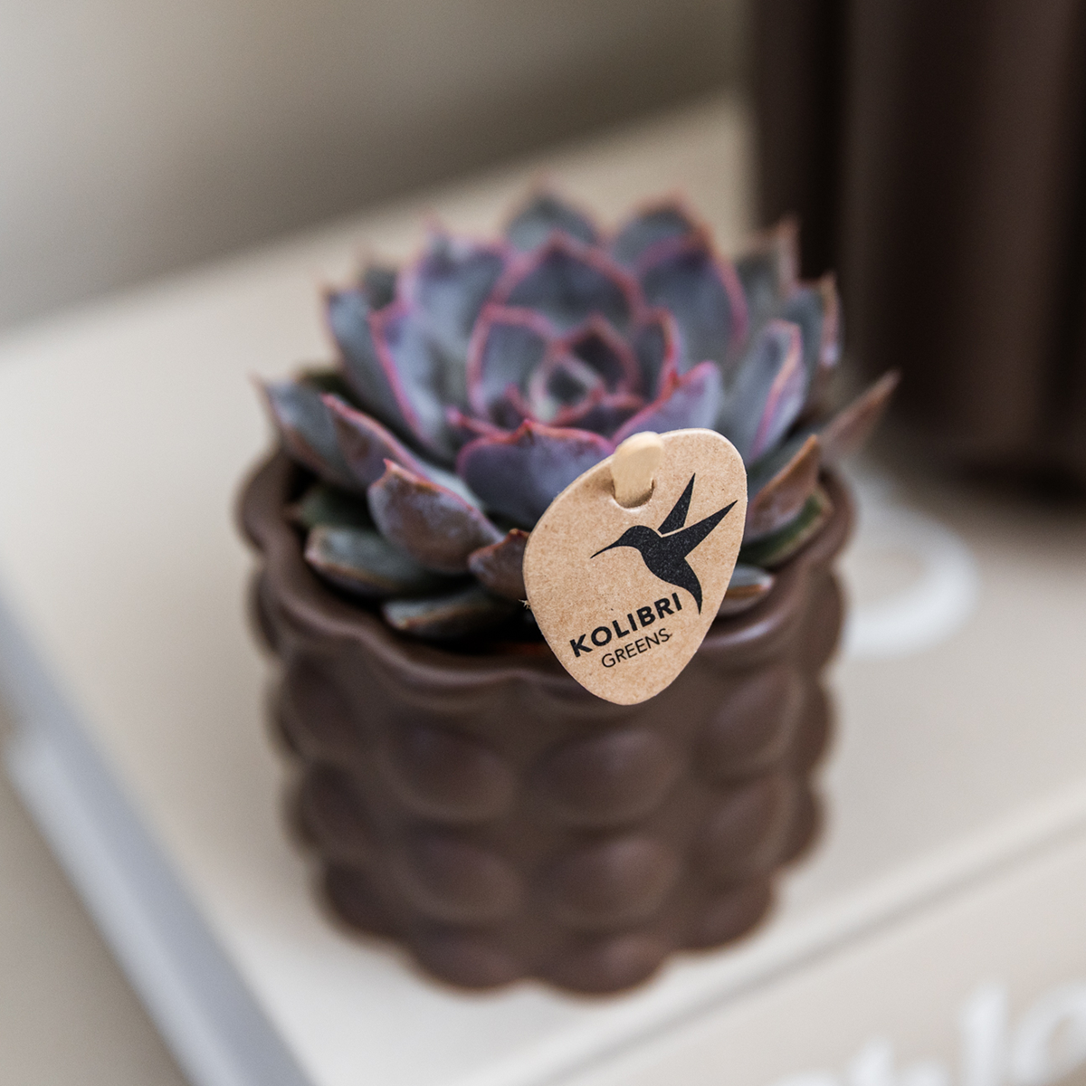 pflanzfix24 | Cotton sierpot - Brown - Ø6cm