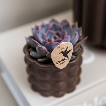 pflanzfix24 | Cotton sierpot - Brown - Ø6cm