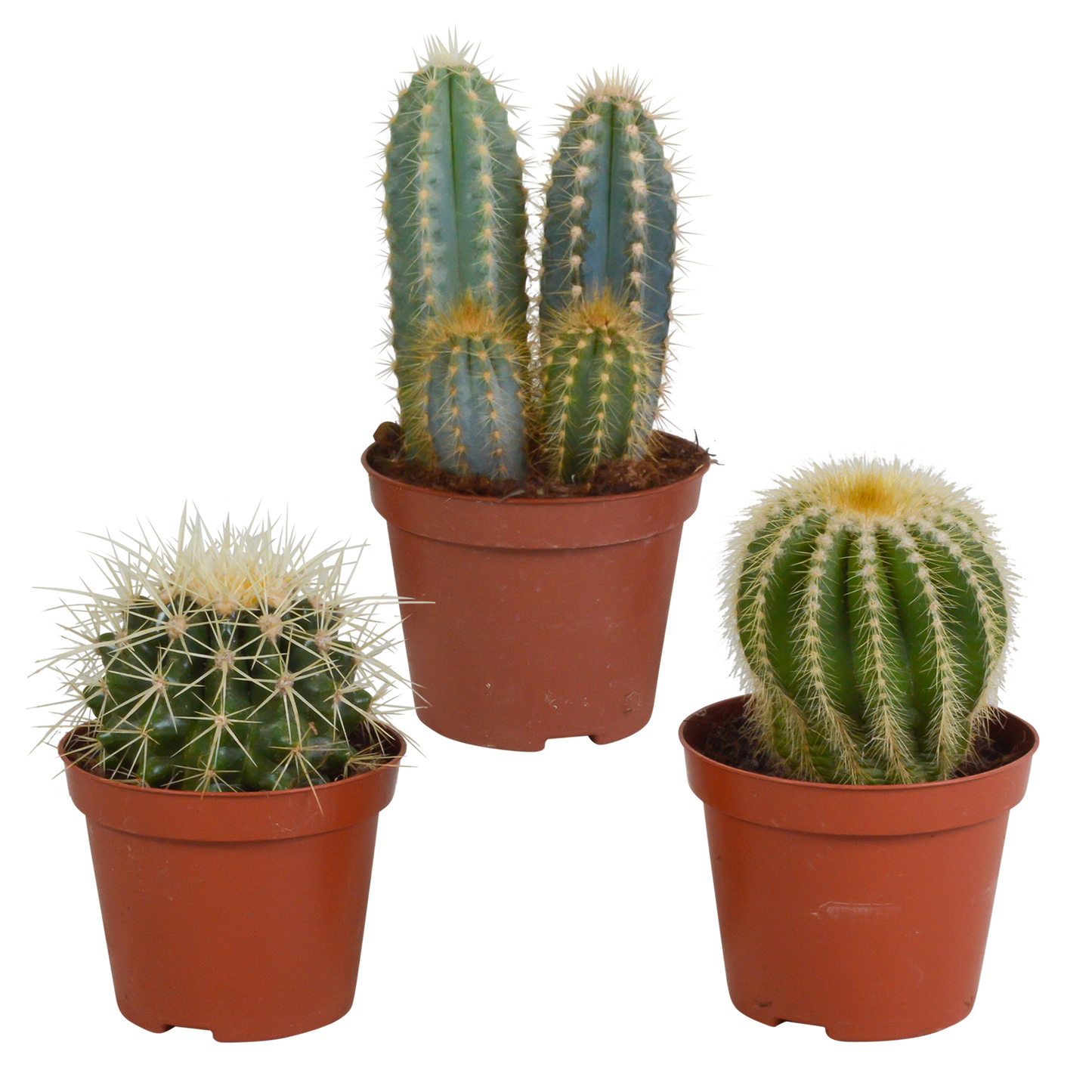 Kakteenmischung 8,5 cm - 3x - zonder pot - Pflanzfix24.de - Pflanzfix24.de