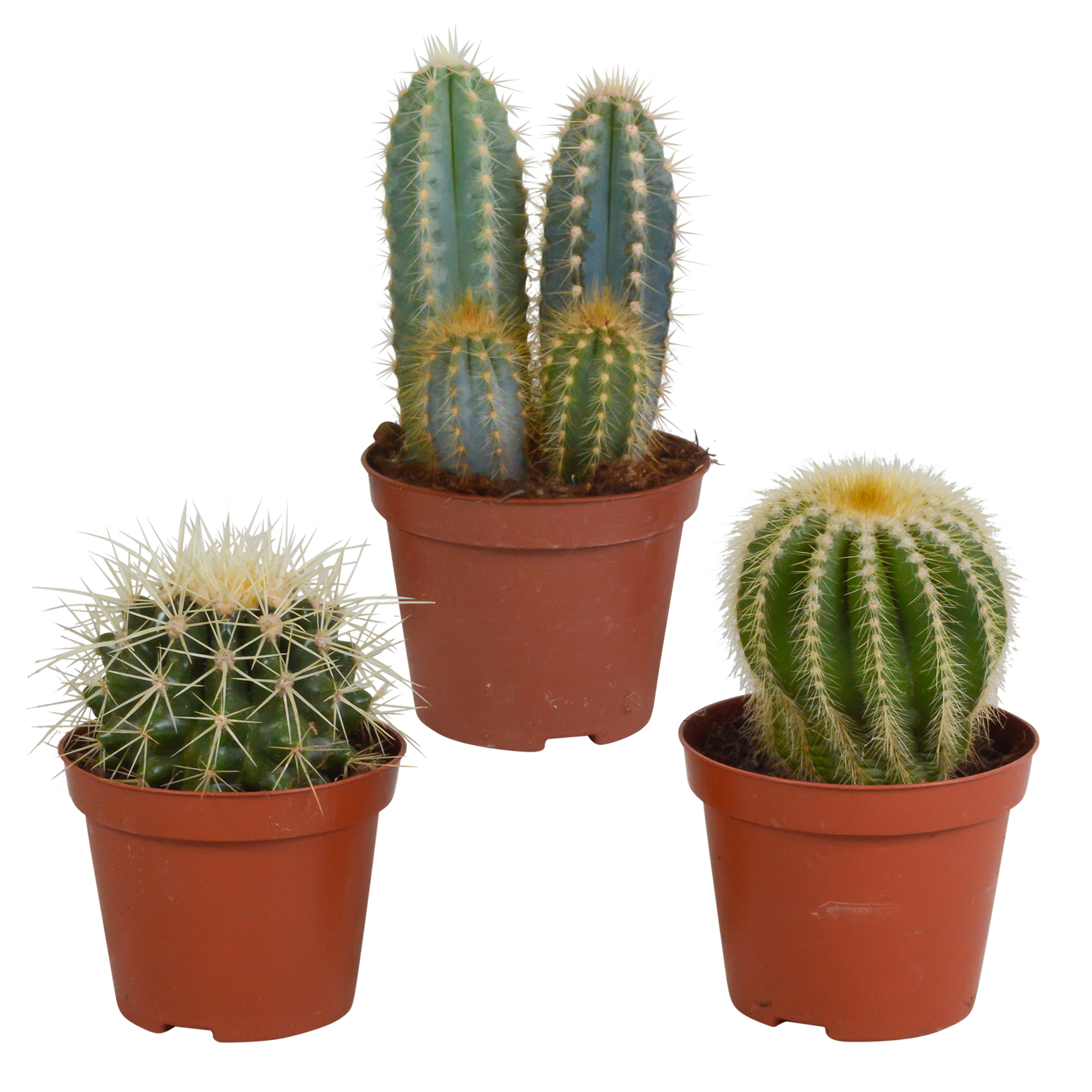 Kakteenmischung 8,5 cm - 3x - zonder pot - Pflanzfix24.de - Pflanzfix24.de