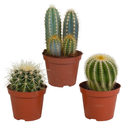 Kakteenmischung 8,5 cm - 3x - zonder pot - Pflanzfix24.de - Pflanzfix24.de