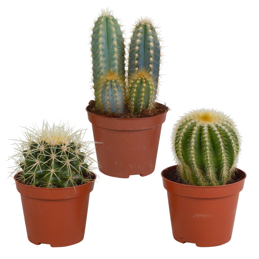 Kakteenmischung 8,5 cm - 3x - zonder pot - Pflanzfix24.de - Pflanzfix24.de