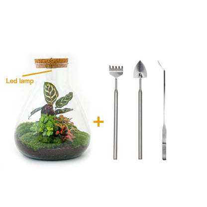Flaschengarten DIY Terrarium Set mit Calathea und Lampe - Pflanzfix24.de - Pflanzfix24.de