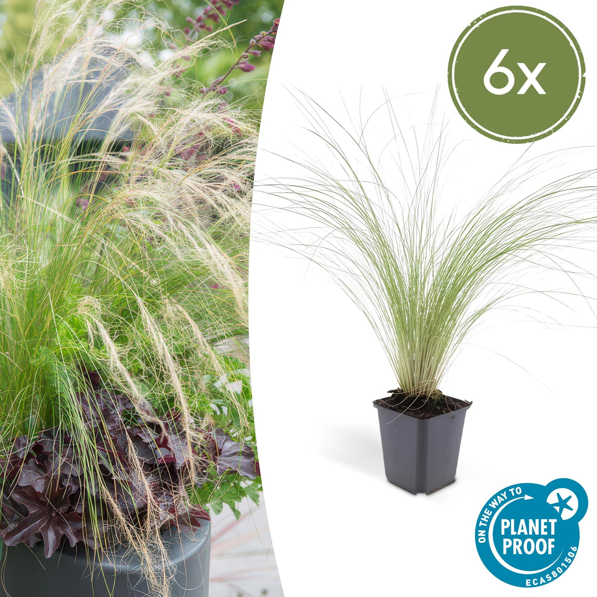 6x Stipa tenuissima 'Ponytails' - ↕10-25cm - Ø9cm - Pflanzfix24.de - Pflanzfix24.de