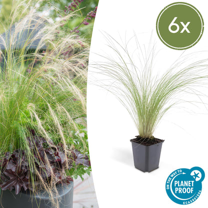 6x Stipa tenuissima 'Ponytails' - ↕10-25cm - Ø9cm - Pflanzfix24.de - Pflanzfix24.de