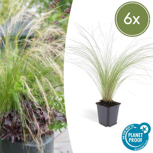 6x Stipa tenuissima 'Ponytails' - ↕10-25cm - Ø9cm - Pflanzfix24.de - Pflanzfix24.de
