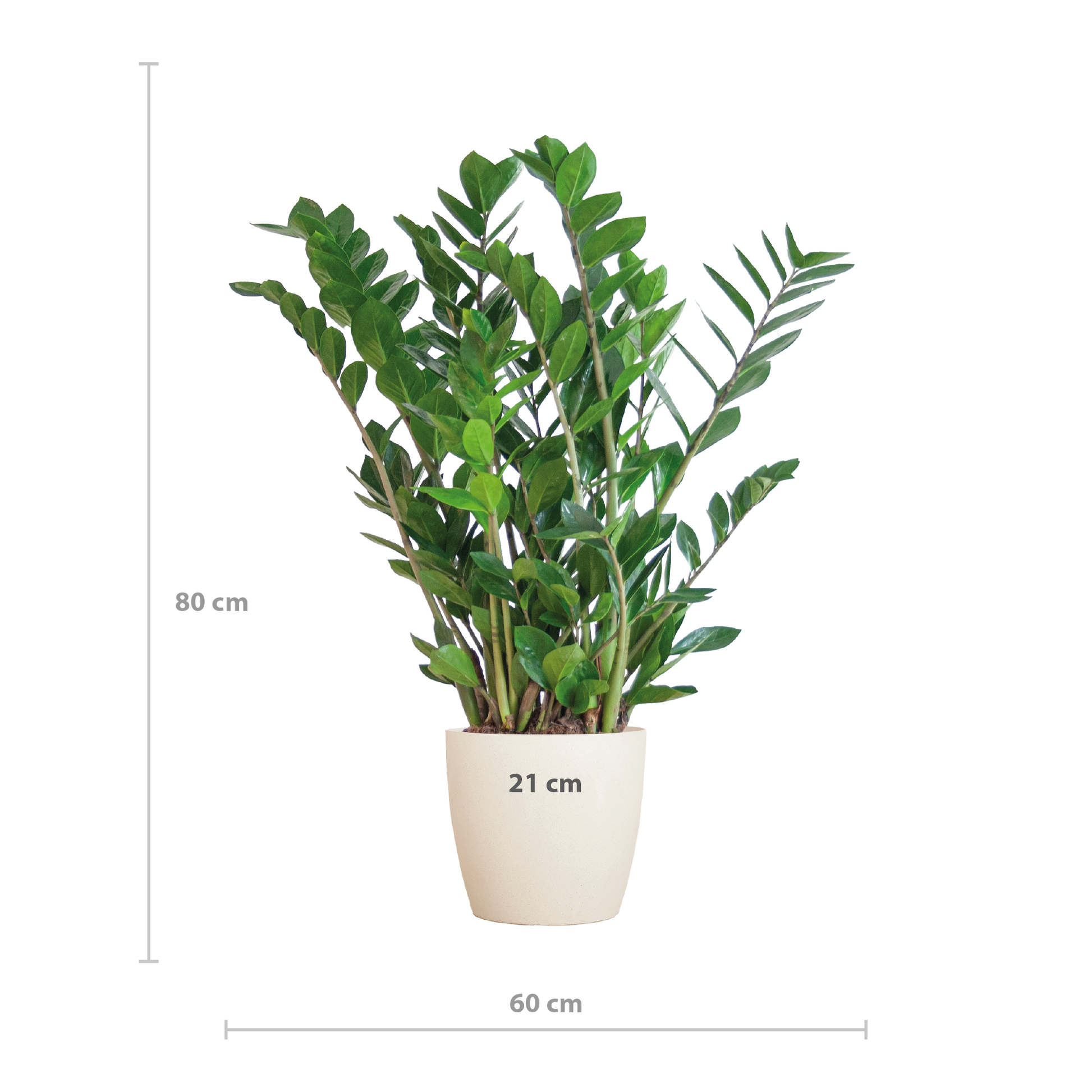 Zamioculcas mit Viber-Topf Weiß 80 cm – Pflanzfix24.de - Pflanzfix24.de