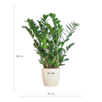 Zamioculcas mit Viber-Topf Weiß 80 cm – Pflanzfix24.de - Pflanzfix24.de