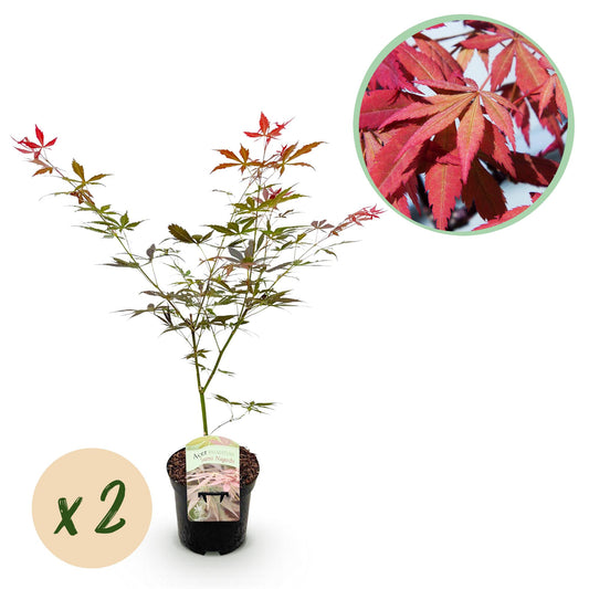 Pflanzfix24.de - Japanischer Ahorn - Acer palmatum Sumi-nagashi - Rot - 2 Pflanzen - Pflanzfix24.de