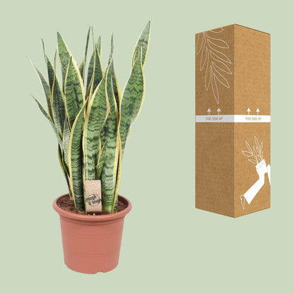 Sansevieria Trifasciata Laurentii - Ø25cm - ↕85cm - Pflanzfix24