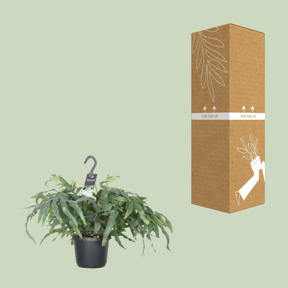 Phlebodium Blue Star Farn Ø17cm – Elegante Zimmerpflanze | Pflanzfix24.de - Pflanzfix24.de