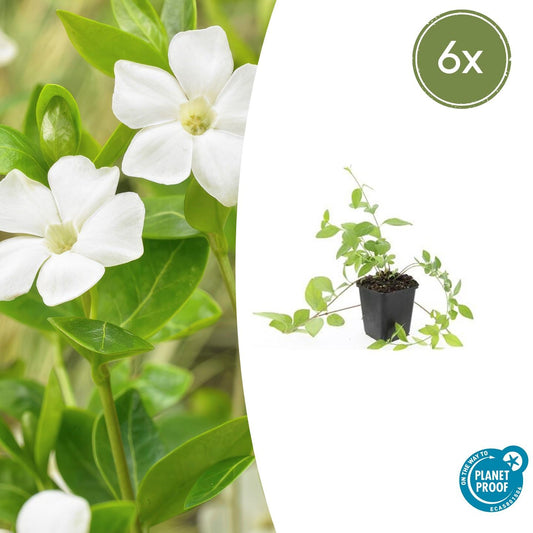 6x Vinca major 'Alba' - pflanzfix24