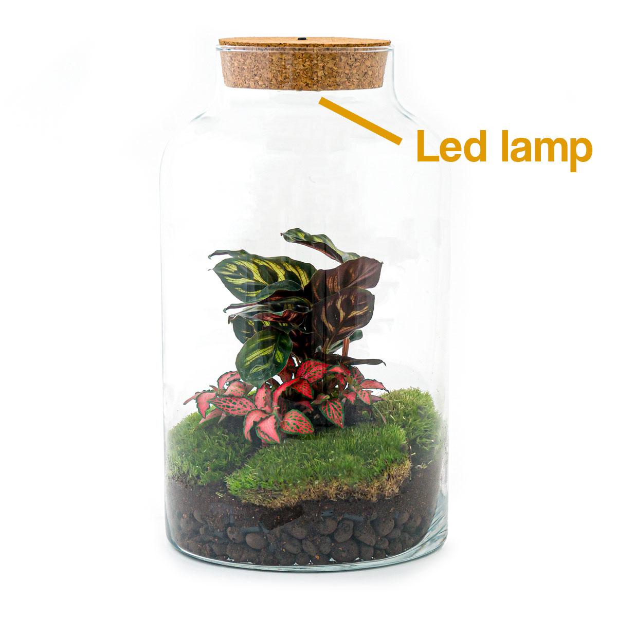 Flaschengarten - Milky Calathea mit Lampe - Pflanzfix24.de - Pflanzfix24.de
