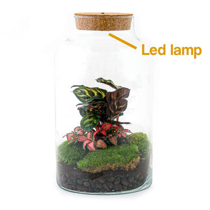 Flaschengarten - Milky Calathea mit Lampe - Pflanzfix24.de - Pflanzfix24.de