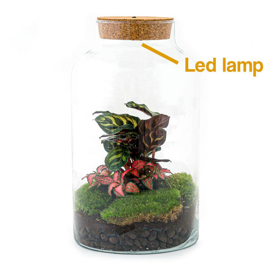 Flaschengarten - Milky Calathea mit Lampe - Pflanzfix24.de - Pflanzfix24.de