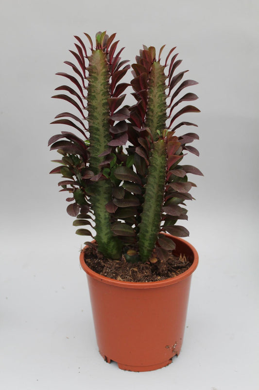 Afrikanischer Milchbaum - Euphorbia Trigona Rubra - Ø12cm - ↕40cm von Pflanzfix24