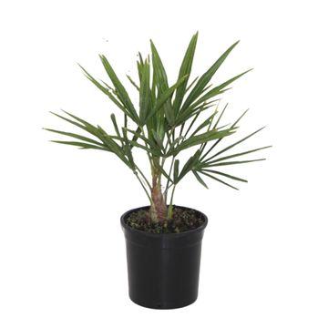 Trachycarpus Fortunei Palme 40cm – Exotisch & Kompakt | Pflanzfix24.de - Pflanzfix24.de