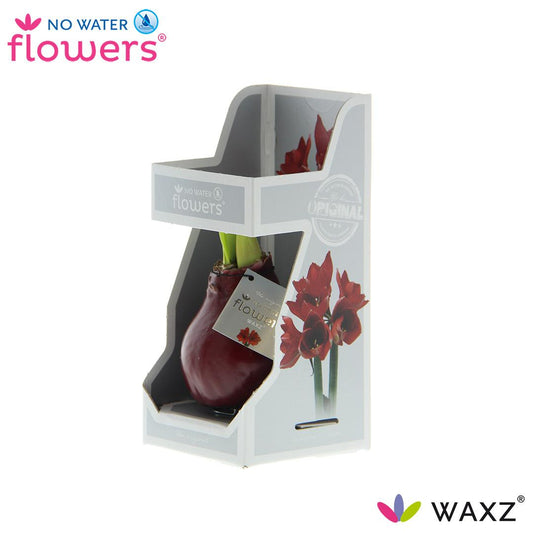 No Water Flowers Waxz® Bordeaux In Gift Box - ↕15cm - Pflanzfix24