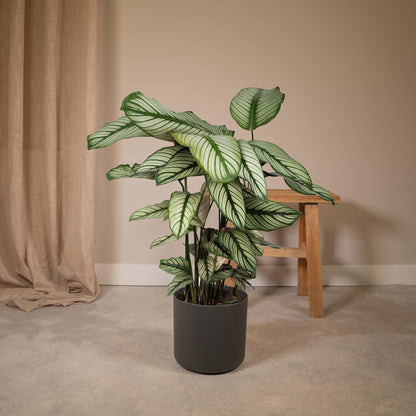 Calathea Whitestar - pflanzfix24