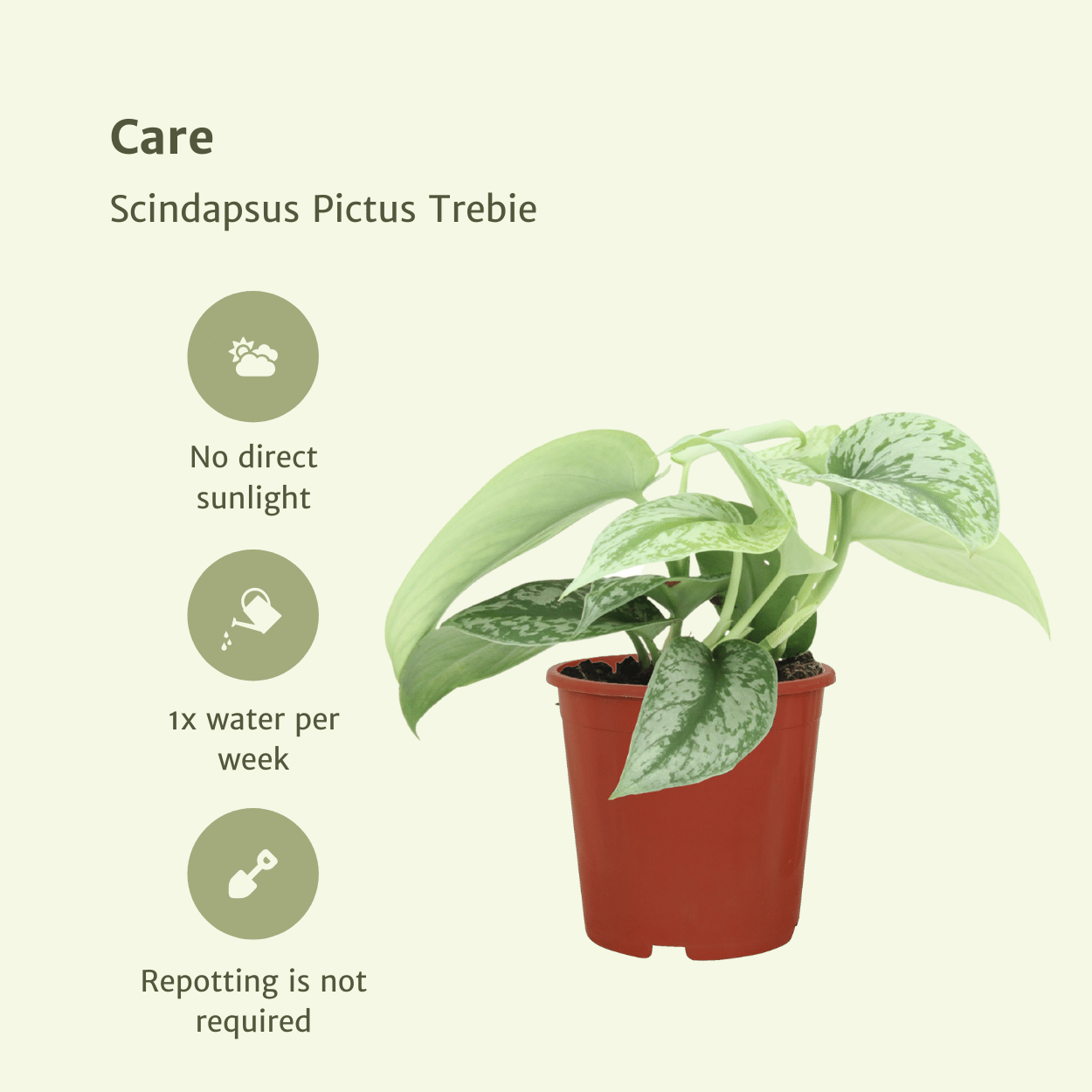 Scindapsus Pictus Trebie 2er-Set Ø12cm, 15cm hoch – Kletter- & Hängepflanze | Pflanzfix24.de - Pflanzfix24.de