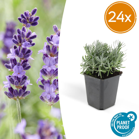 24x Lavandula 'Hidcote' - ↕10-25cm - Ø9cm - Pflanzfix24