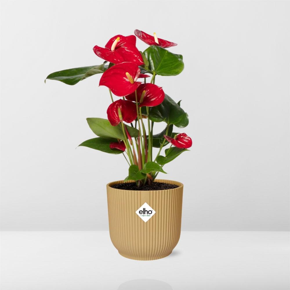 Anthurium Red 12cm in ELHO Vibes Fold 14cm geel - Pflanzfix24