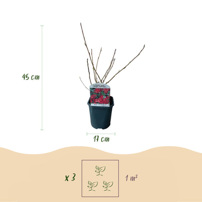 GreenboutiQ - Ribes sanguineum Kind Edward - 1 Pflanze - Topf 17cm - Pflanzfix24.de - Pflanzfix24.de