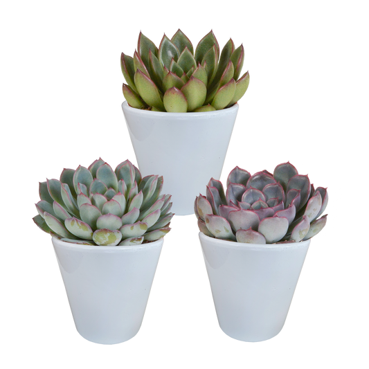 Echeveria-Mischung 8,5 cm - 3x - in witte pot - Pflanzfix24.de - Pflanzfix24.de