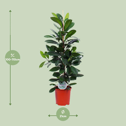 Ficus Cyathistipula - Ø21cm - pflanzfix24