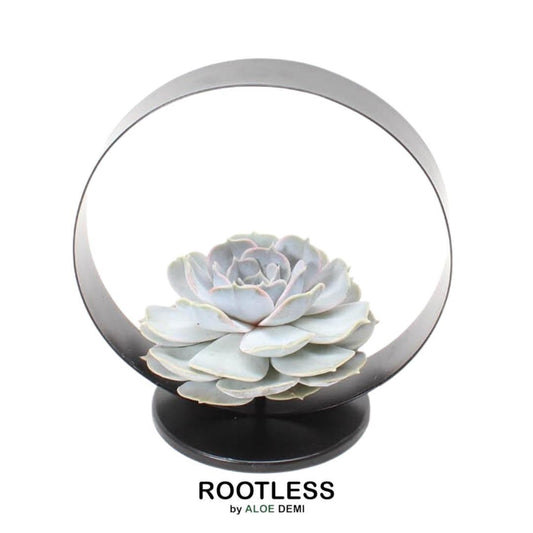 ROOTLESS Echeveria Lilacina Sukkulente – Pflanzfix24.de - Pflanzfix24.de