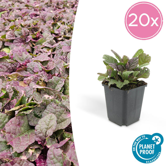 20x Ajuga reptans 'Burgundy Glow' - Pflanzfix24