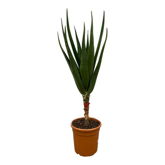 Aloë Barberae - 160 cm - Ø30cm bei Pflanzfix24.de - Pflanzfix24.de