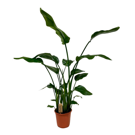 Strelitzia Nicolai 120 cm - Paradiesvogelblume Ø21 cm | Pflanzfix24