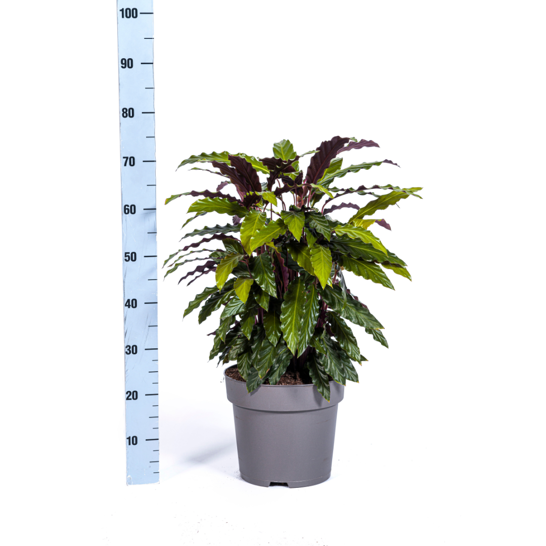 Calathea Rufibarba Ø27cm - ↕60 - 80cm - Pflanzfix24