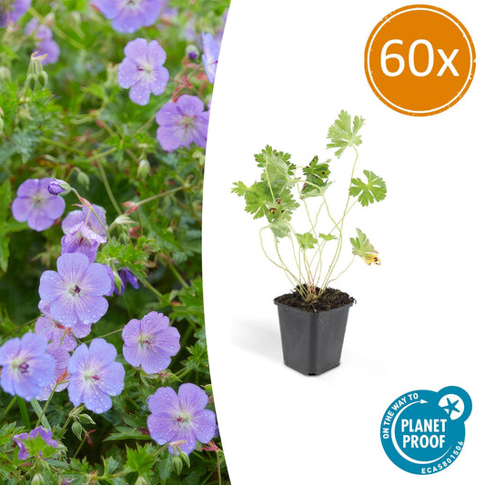 60x Geranium Rozanne - Ø9cm - Pflanzfix24.de - Pflanzfix24.de