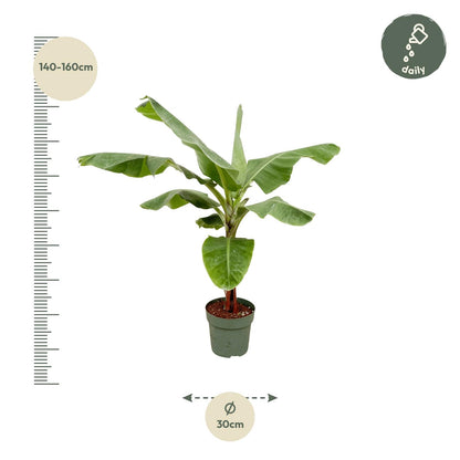 Bananenplant (Musa) - 170cm - Ø30 von Pflanzfix24.de - Pflanzfix24.de