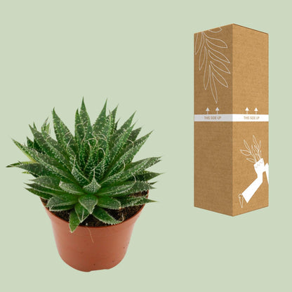 Aloë Aristata - Ø12cm - ↕20cm - Pflanzfix24