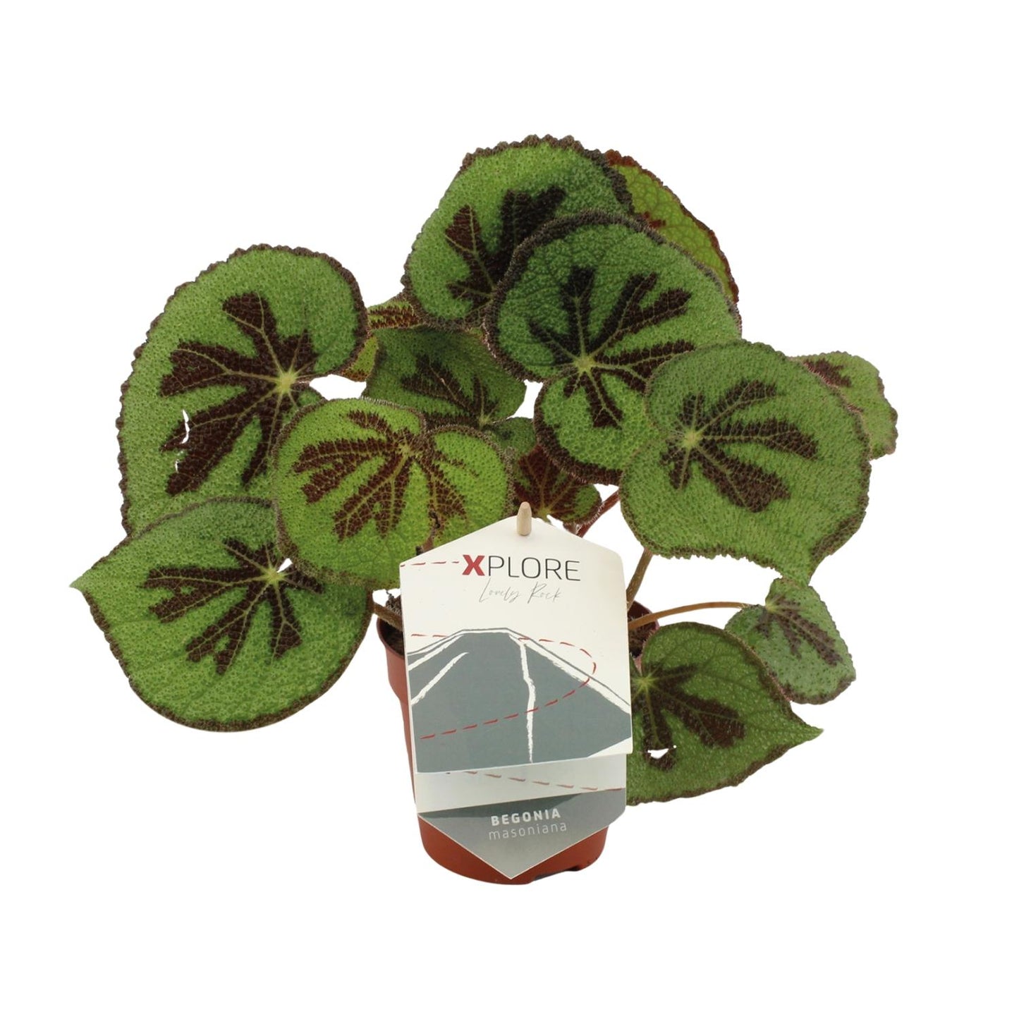 Begonia Masoniana Rock - Ø12 ↕30 von Pflanzfix24