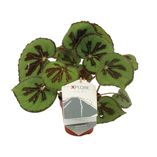 Begonia Masoniana Rock - Ø12 ↕30 von Pflanzfix24