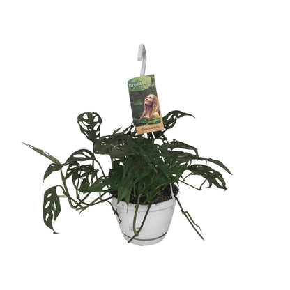 Monstera Obliqua - Ø17cm - ↕40cm - Pflanzfix24