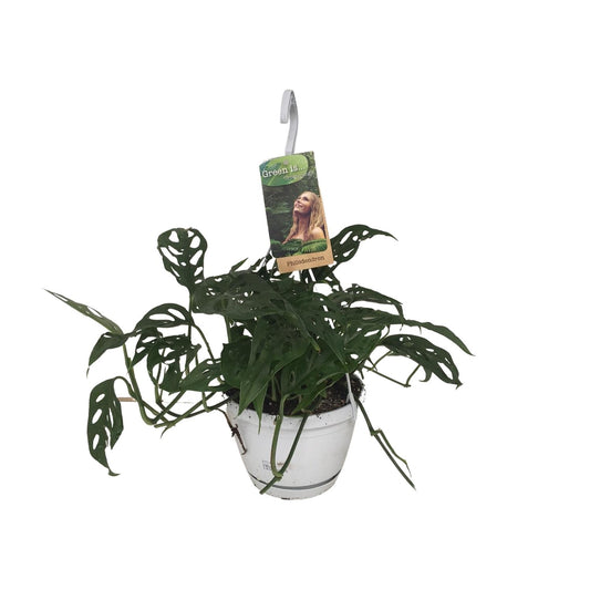 Monstera Obliqua - Ø17cm - ↕40cm - Pflanzfix24