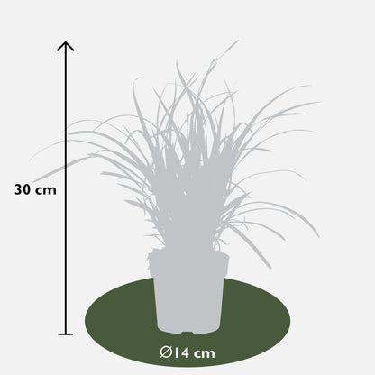 5x - Carex Mix - ↨30cm - Ø14 - Pflanzfix24
