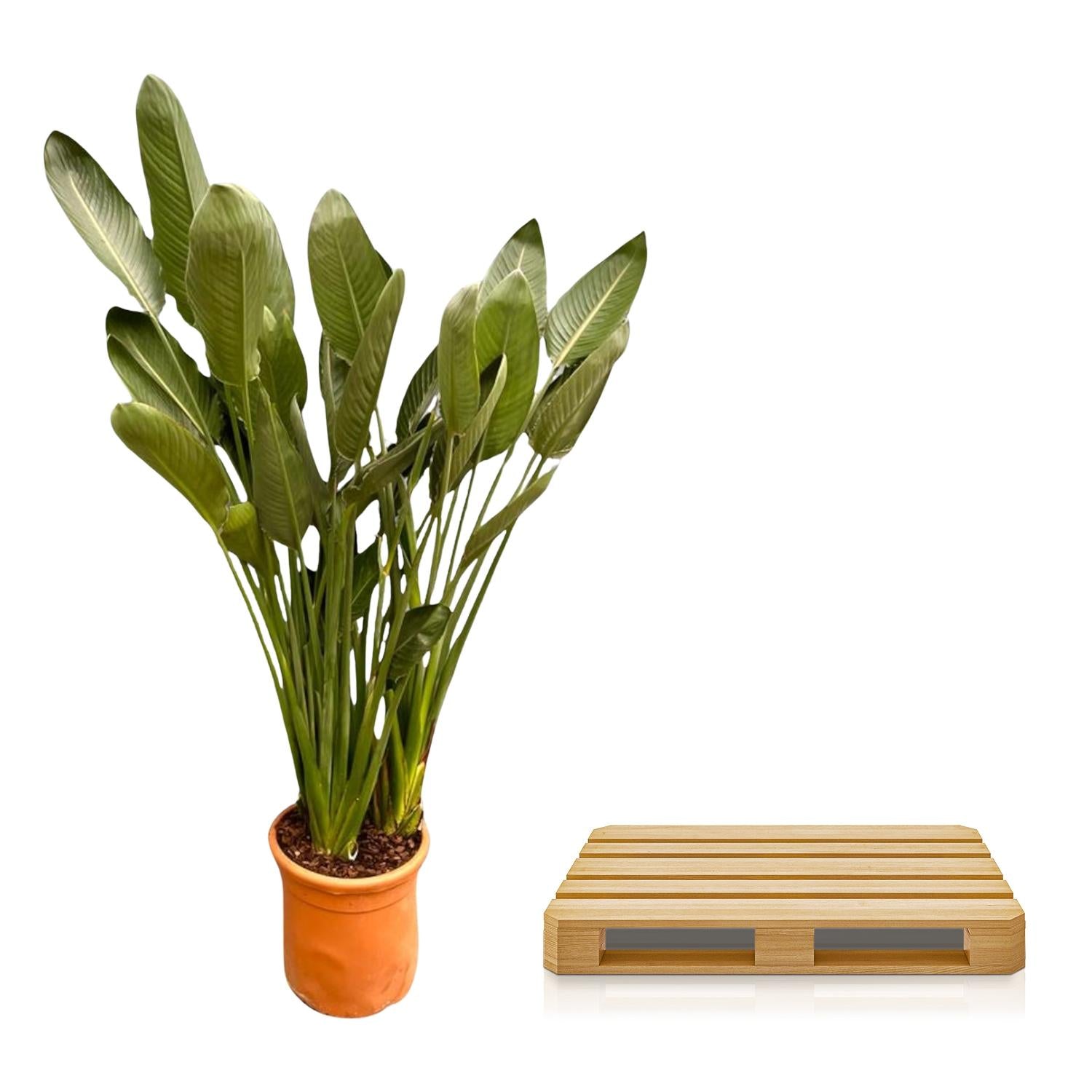 Strelitzia Reginae XXL 200cm ø50 – Paradiesvogel Pflanze – Pflanzfix24.de - Pflanzfix24.de