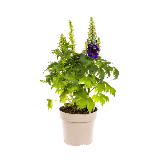 Delphinium Elatum Purple Ø19cm - ↕45 - 60cm - Pflanzfix24.de - Pflanzfix24.de