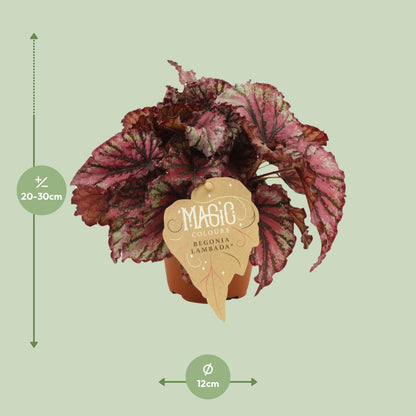 Begonia Rex Lambada - Ø12 ↕25 von Pflanzfix24